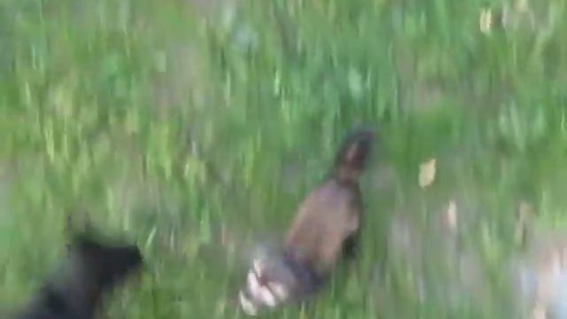 Ириска и хорек 2 смотреть онлайн