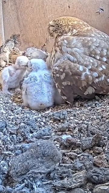 Short: little owl feeding time смотреть онлайн
