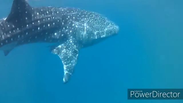 Whale shark diving in bander khairan Muscat Governorate, Oman, oxygen Diving and Adventures centre смотреть онлайн