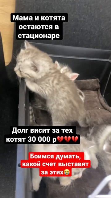 Котята и мама в стационаре//ИДЕТ СБОР🙏🏼// приют Преданное сердце смотреть онлайн