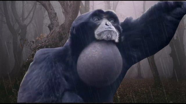 17 Gibbon Screaming sound variation смотреть онлайн