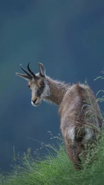 best photographer of wild animal WhatsApp status video to download share #shorts смотреть онлайн