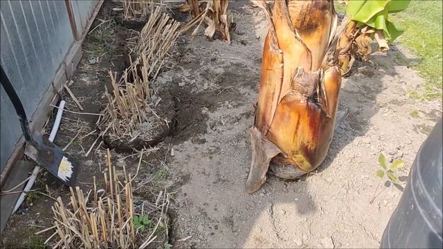 Miskant olbrzymi, palmowy, red baron, rdest. Akcja przeprowadzka! смотреть онлайн