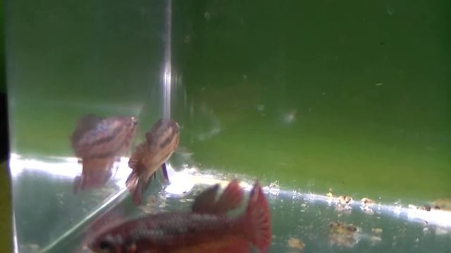 Z20110723-F11 Betta splendens смотреть онлайн