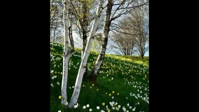 Прелестная весна и чудесная мелодия.mp4 смотреть онлайн