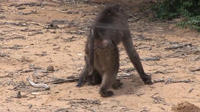 Baboon laughs at Harnas... смотреть онлайн