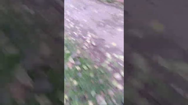 идём искать Машу чееееееек смотреть онлайн