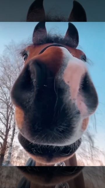 WOW a BIG nose #shorts смотреть онлайн