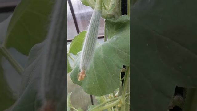 Дела огуречные! смотреть онлайн