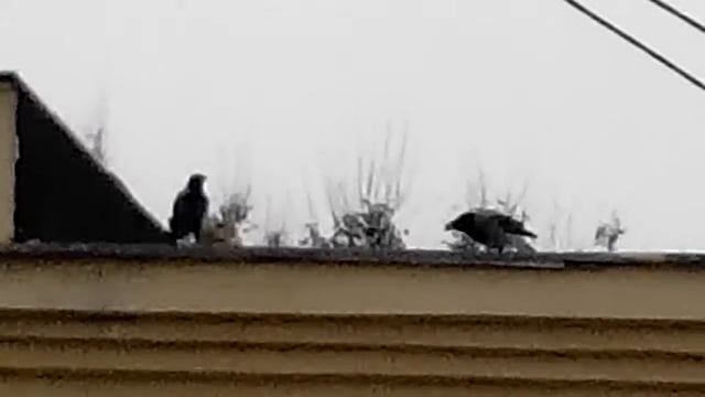 Сорок восемь, половинку просим... смотреть онлайн