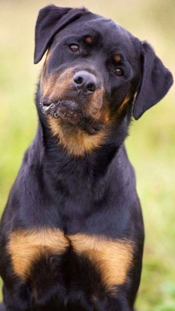 3 RAÇAS DE CACHORRO MAIS PERIGOSAS DO MUNDO #shorts смотреть онлайн