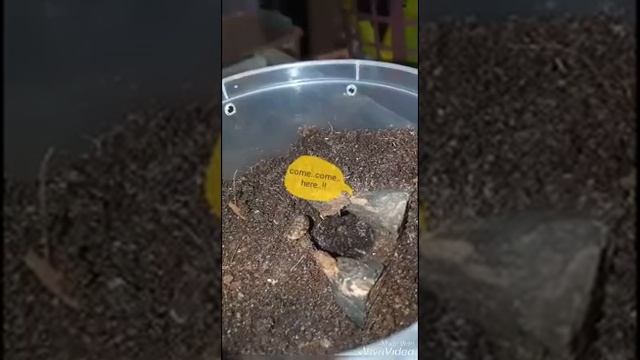 Tarantula sling pulling dubia nymphs deep under смотреть онлайн