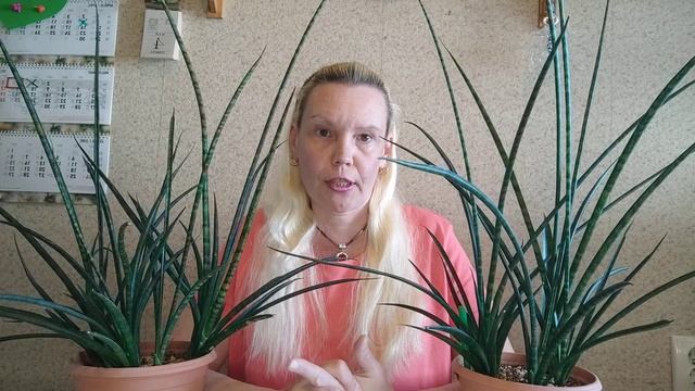 Сансевиерия Фернвуд. Какая она ? #сансевиерия #sansevieria #snakeplant