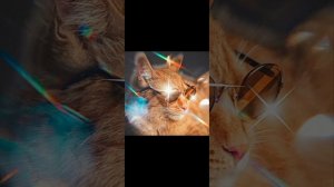 песня симбочки пимпочки я тигр 🐯🐅