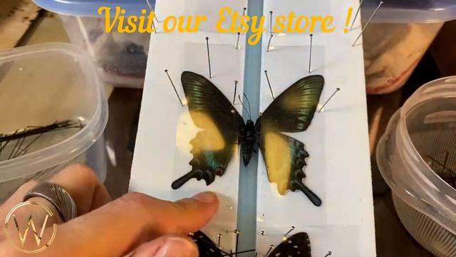 How to naturalize swallowtail butterfly Papilio maackii смотреть онлайн