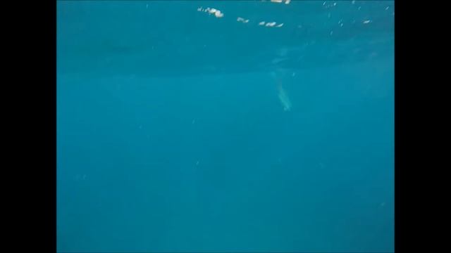 Dolphins Playing With The Pufferfish