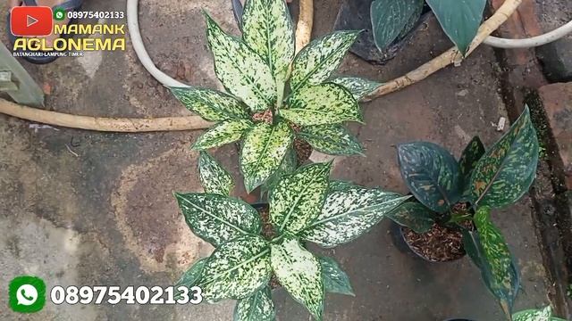 OBRAL AGLONEMA MURAH SPESIAL AWAL TAHUN 2022‼️|ADA AGLONEMA MURAH 100 RIBU DAPAT 7 + BONUS!!| смотреть онлайн