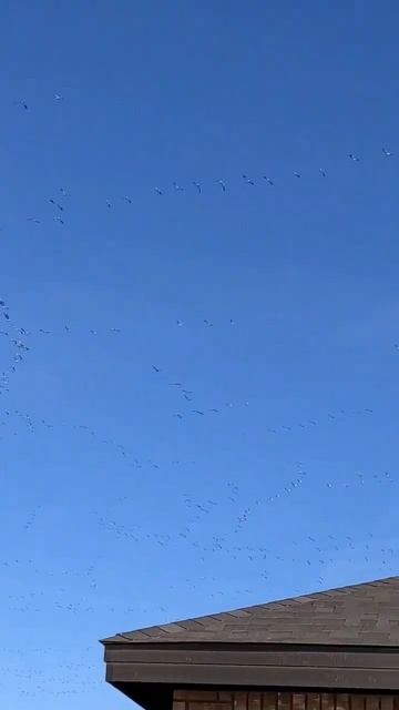 Geese in New Mexico. So many so loud. смотреть онлайн