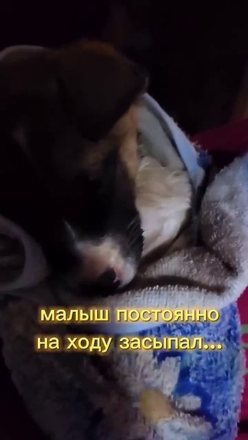 Нашли замерзающего щенка, обессиленного...🐕 #shortvideo #алтай #шортс #видео #добро #собака #shorts смотреть онлайн