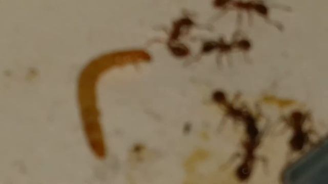 Pheidole noda & Myrmica sp. chassent [hunting] смотреть онлайн