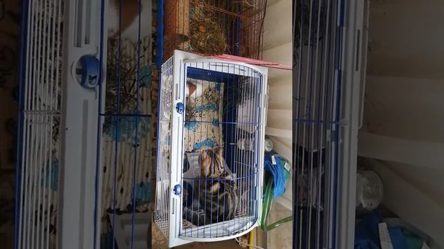 Морские свинк с кошечкой. смотреть онлайн