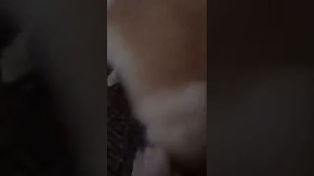 Шпиц Умка-игрун и шалун смотреть онлайн