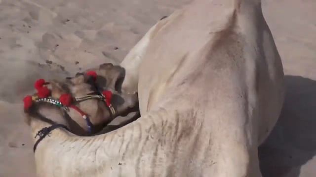 Прогноз верблюда Шахина на матч Аргентина - Швейцария на ЧМ-2014 смотреть онлайн