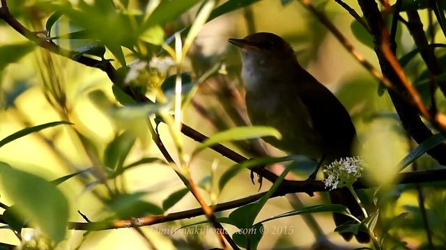 Worship Music - The Carpenters - Sing смотреть онлайн