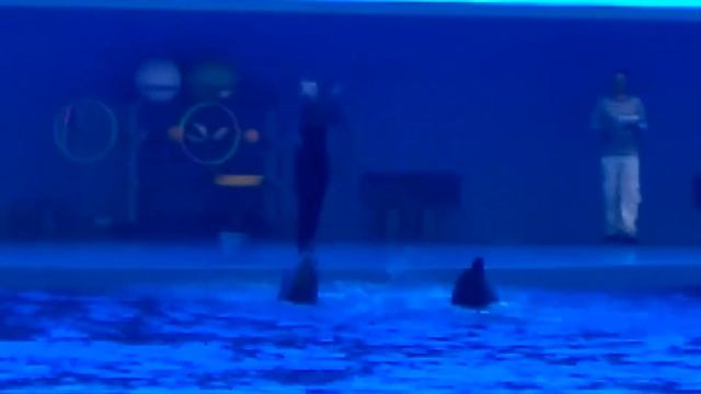 Приморский океанариум Дельфинарий Дельфины 18 смотреть онлайн