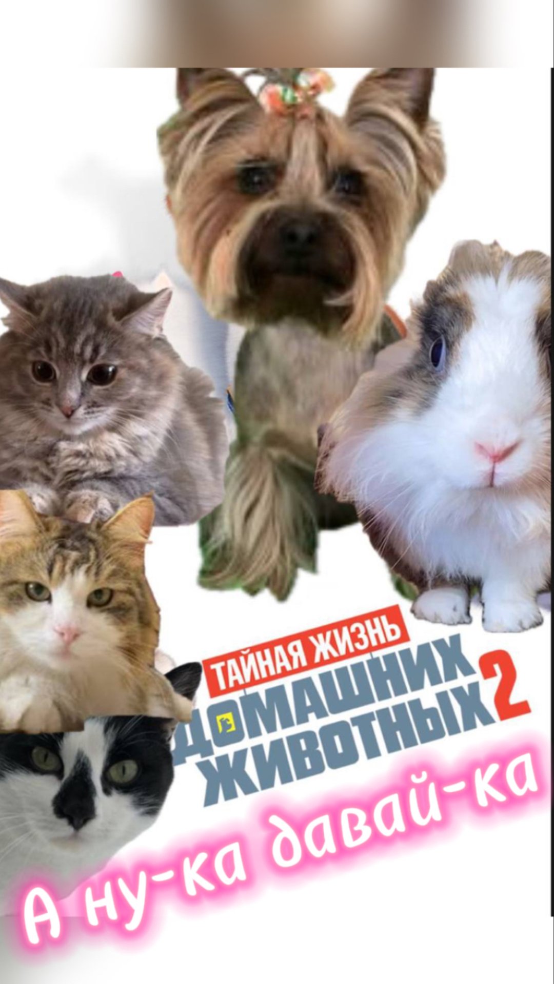 А ну-ка давай-ка. Приколы с котами 2 смотреть онлайн