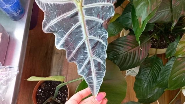 Обзор стеллажей 2 часть#бегонии #фиалки #папоротники#цветочки👍 смотреть онлайн