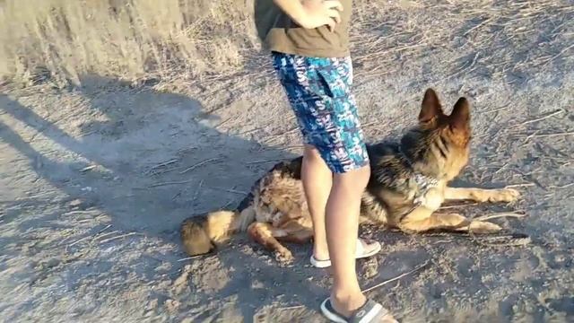 Видео с собакой#3 смотреть онлайн