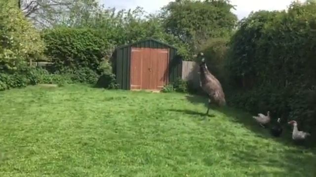 Funny emu смотреть онлайн