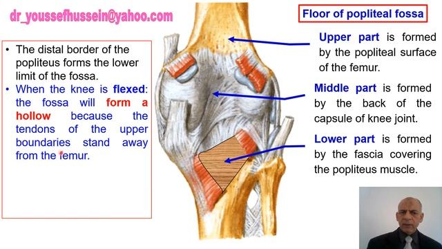 15. Popliteal fossa | Boundaries | Contents смотреть онлайн