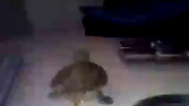 типа жизнь животных смотреть онлайн