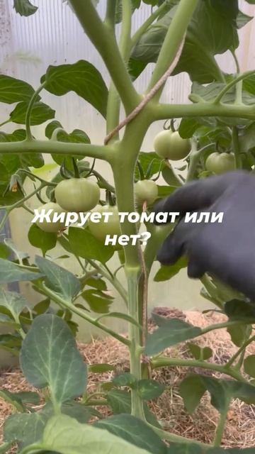 Томат жирует или у него сбалансированное питание? смотреть онлайн