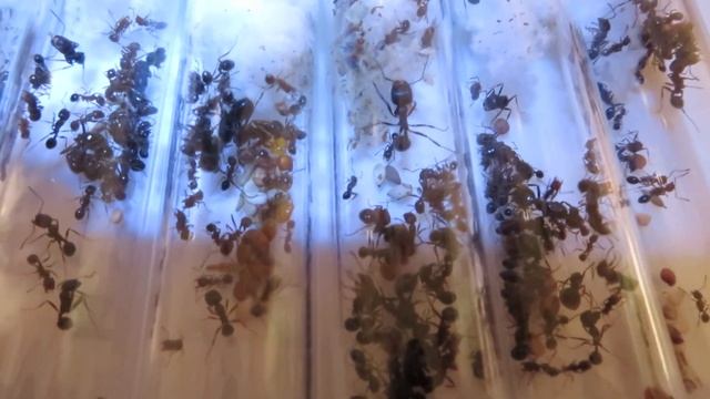 Messor structor 2 Queen colonies смотреть онлайн