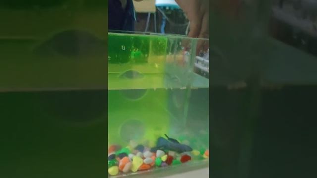 sibocil berusaha untuk menangkap ikan 🎏 cupang смотреть онлайн