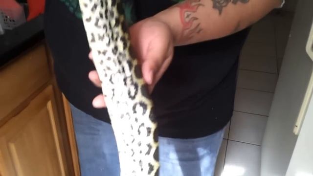 unboxing my female yellow anaconda смотреть онлайн