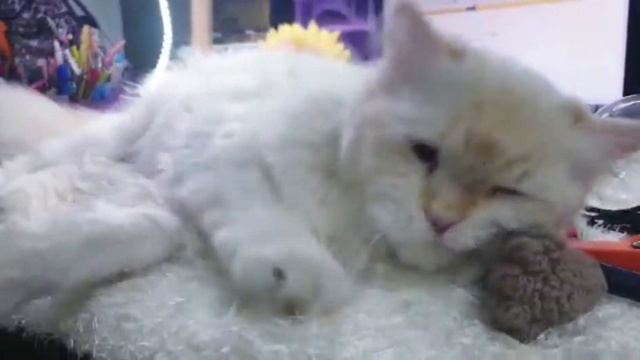 ADORABLE CUTE CAT | Lily cat so cute 😍 | Memi Cat | #138 смотреть онлайн