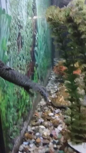 Рыба мутант с ножками 😜😱🐊🦕🦎🦖 смотреть онлайн