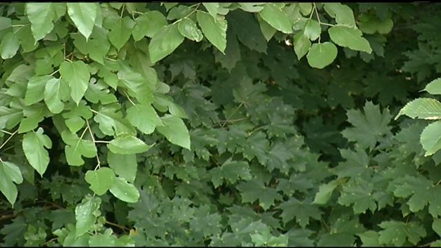 Lyme disease not immediately detected by doctors смотреть онлайн