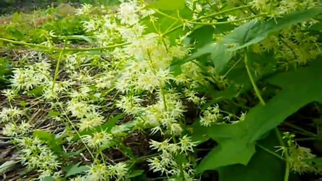 HÕLMINE OGAKURK /plahvatav kurk (Echinocystis lobata) ESTONIA смотреть онлайн