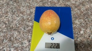 Наши первые Розовые гуавы Our first Pink guavas