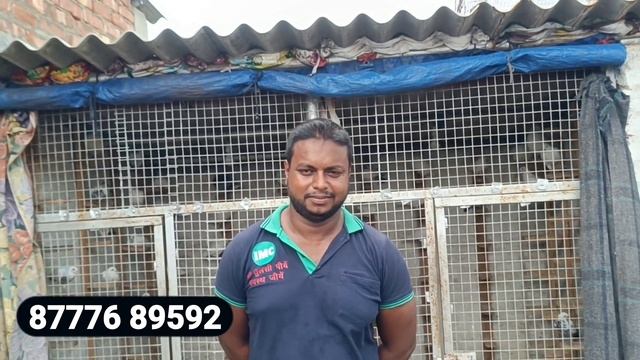 ORIGINAL MANNA DA LINE PIGEON LOFT VISIT IN SANJIB DA PIGEON LOFT #arsad #pulsar #tipler #pigeonlof смотреть онлайн