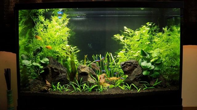 More 29 Gallon Changes... смотреть онлайн