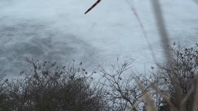 Yutyrannus Vs Sinosauropteryx - Ютиран против Синозавроптерикса [RUS]