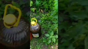 Часть первая серая гниль на томатах