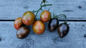 Томат Атомный виноград Бреда. Стоит попробовать!