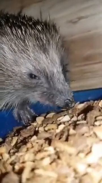 Igel im Futterhäusle - 17.09.2021 смотреть онлайн